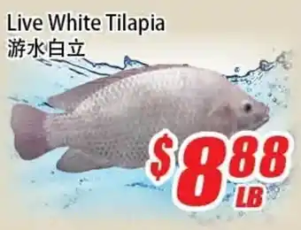 Live White Tilapia