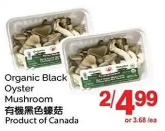Organic Black Oyster Mushroom