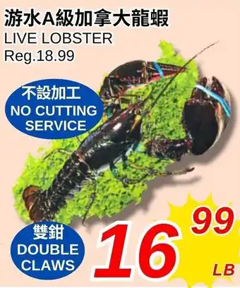 Live lobster
