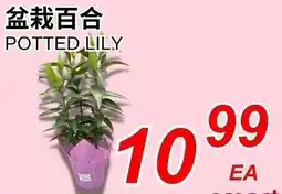 Foody World Potted lily offer