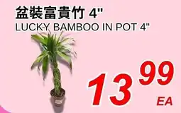 Foody World Lucky Bamboo In Pot offer