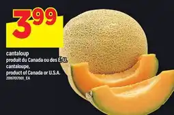 Maxi CANTALOUP | CANTALOUPE offer
