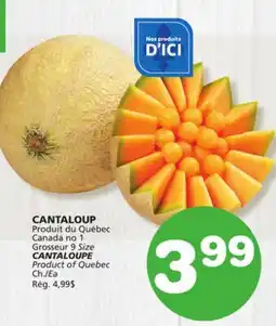 Marches Tradition CANTALOUPE offer