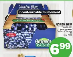 Marches Tradition BLUE GRAPES offer