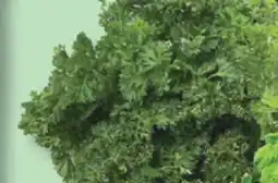 IGA FRESH CORIANDER, MINT, ITALIAN OR CURLY PARSLEY offer