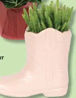 IGA COWBOY BOOT PLANT offer