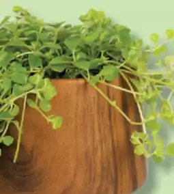 IGA PLANT IN A MUSHROOM POT OR SEQUOIA offer