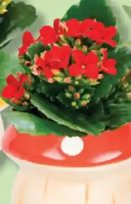 IGA FLOWER POT offer
