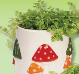 IGA PLANT IN A MUSHROOM POT offer