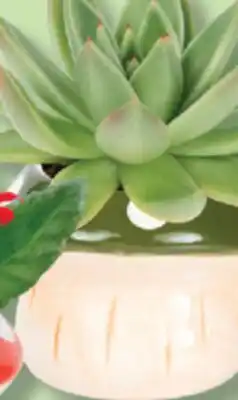 IGA FLOWER POT offer