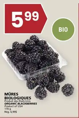 Rachelle-Bery Grocery ORGANIC BLACKBERRIES offer