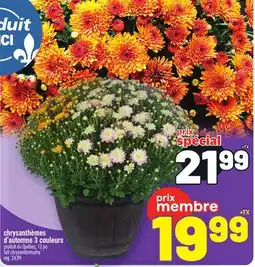 Metro CHRYSANTHÈMES D'AUTOMNE 3 COULEURS | FALL CHRYSANTHEMUMS offer