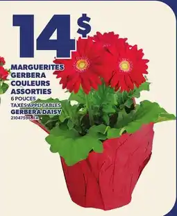 Provigo MARGUERITES GERBERA COULEURS ASSORTIES, 6 POUCES | GERBERA DAISY offer