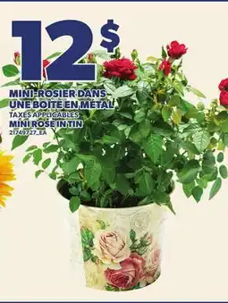 Provigo MINI-ROSIER DANS UNE BOÎTE EN MÉTAL | MINI ROSE IN TIN offer