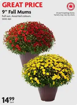 Home Hardware 9" Fall Mums offer