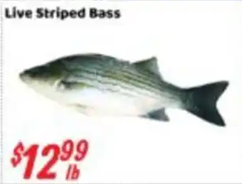 Live Striped Bass