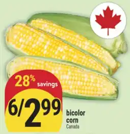 Marché Adonis bicolor corn offer