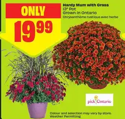 FreshCo Hardy Mum with Grass 13 Pot Grown in Ontario offer