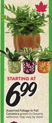 Sobeys Assorted Foliage In Fall Ceramics offer