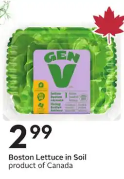 Sobeys Boston Lettuce in Soil offer