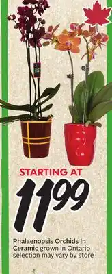 Sobeys Phalaenopsis Orchids In Ceramic offer
