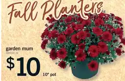 Fortinos GARDEN MUM, 10 POT offer