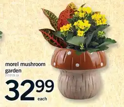 Fortinos MOREL MUSHROOM GARDEN offer