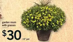 Fortinos GARDEN MUM WITH GRASSES, 15 POT offer