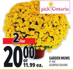 Metro GARDEN MUMS offer