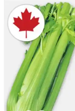 Metro CELERY OR CAMPARI TOMATOES offer