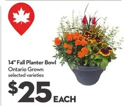 Longo's 14 Fall Planter Bowl offer