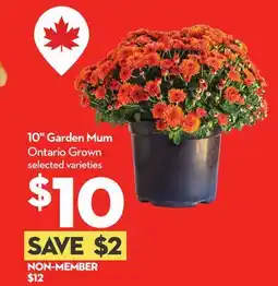 Longo's 10 Garden Mum offer