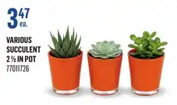 Canac Various Succulent 2 1/ in Pot offer