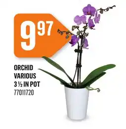 Canac Orchid Various 3 1/2 in Pot offer