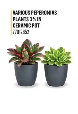 Canac Various Peperomias Plants 31/2in Ceramic Pot offer