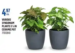 Canac Various Syngonium Plants 31/2in Ceramic Pot offer