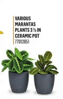 Canac Various Marantas Plants 31/2in Ceramic Pot offer