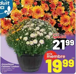 Metro dui ci chrysanthèmes d'automne 3 couleurs offer