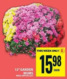 Food Basics 12" garden mums offer