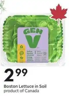 Sobeys Gen V Boston Lettuce in Soil offer