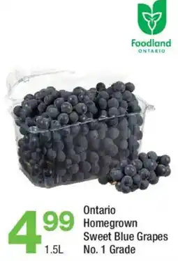 Highland Farms Foodland Ontario Sweet Blue Grapes offer