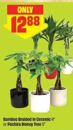 FreshCo Bamboo Braided in Ceramic 4" or Pachira Money Tree 5" offer
