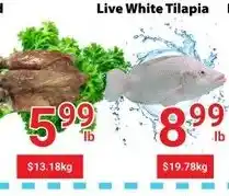 Nations Fresh Foods Live White Tilapia offer