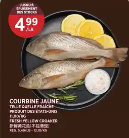 Kim Phat FRESH YELLOW CROAKER offer