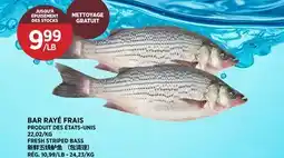 Kim Phat FRESH STRIPED BASS offer