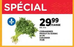 Kim Phat CORIANDER offer
