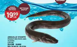 Kim Phat LIVE EEL offer