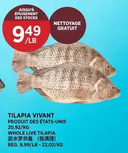 Kim Phat WHOLE LIVE TILAPIA offer
