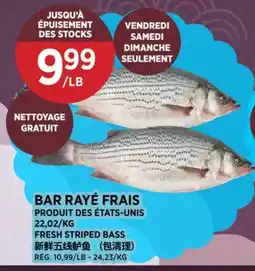 Kim Phat FRESH STRIPED BASS offer