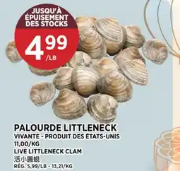 Kim Phat LIVE LITTLENECK CLAM offer